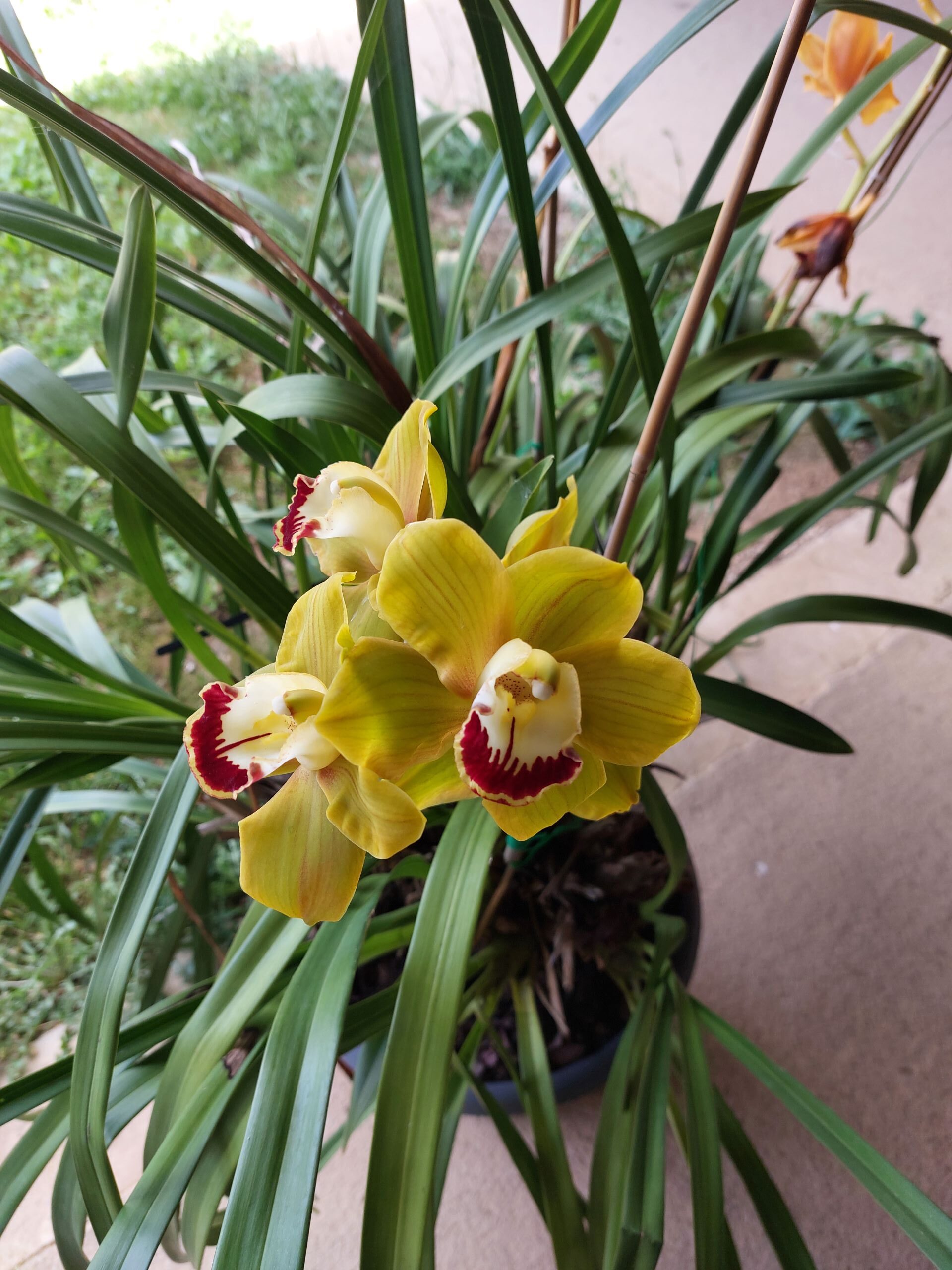 photo orchidée atelier du rionet